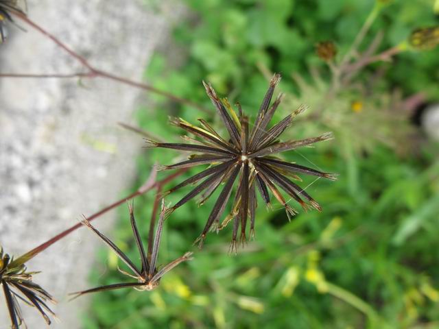 Bidens bipinnata